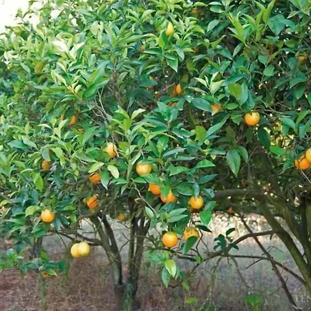 Tenuta Badessa Gospodarstwo agroturystyczne